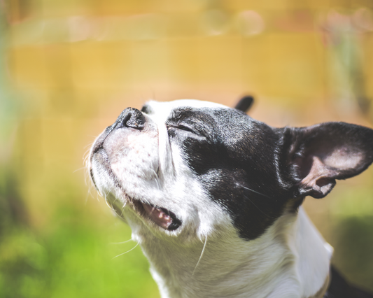 The Green Chew: Why Sustainably Sourced Coffee Wood Chews Are Best for Your Dog