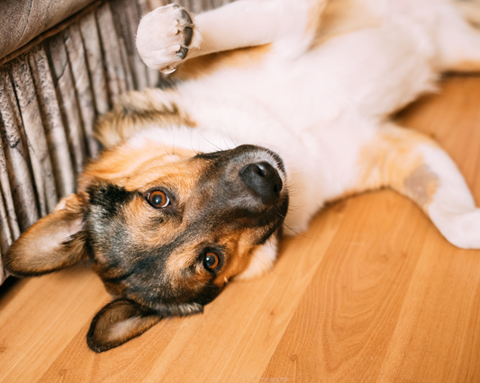 Boredom Buster: Preventing Destructive Chewing with Jim & Benny's Coffee Wood Chews