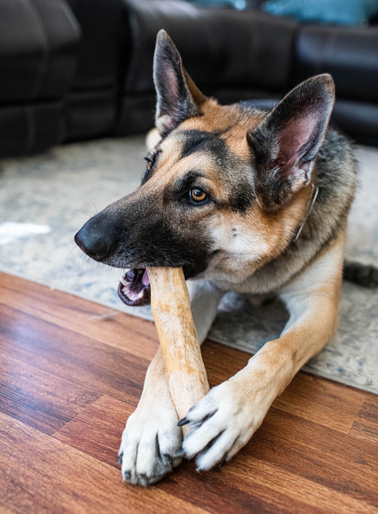 Coffee Wood Chews for Dogs