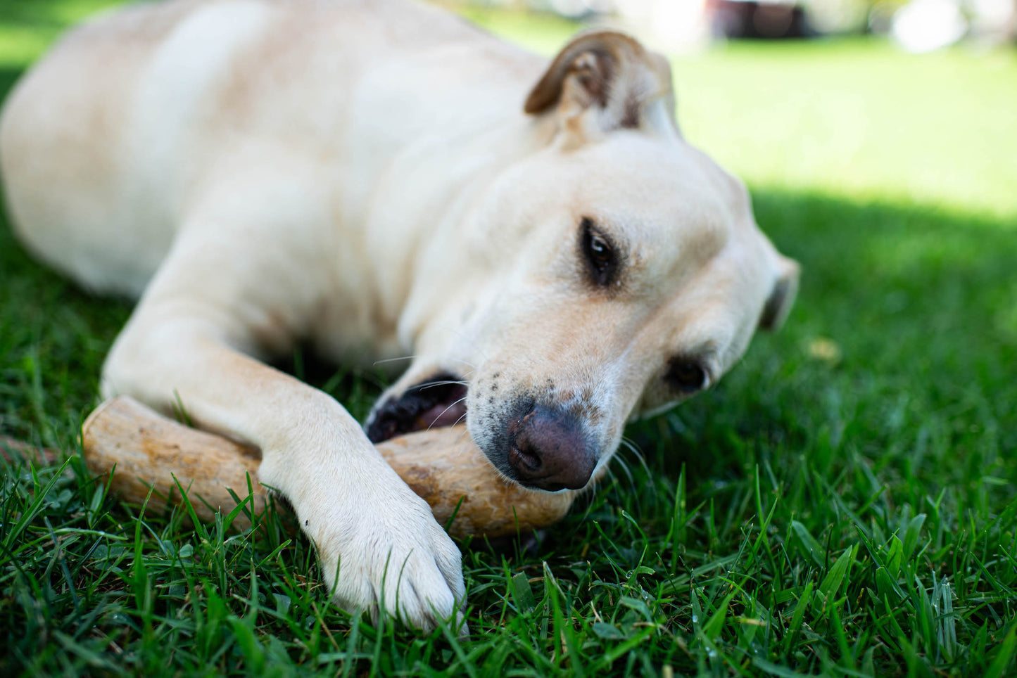 Coffee Wood Chews for Dogs